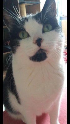 Cover Mein Leben als Sunny - Meine Miauographie (eBook, ePUB)