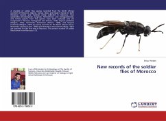 New records of the soldier flies of Morocco