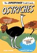 Ostriches - Bild 1