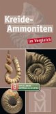 Kreide-Ammoniten im Vergleich