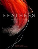 Feathers (eBook, PDF)