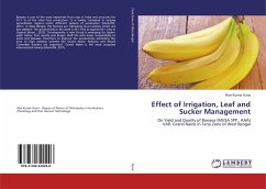 Effect of Irrigation, Leaf and Sucker Management