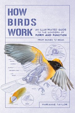 How Birds Work - Taylor, Marianne