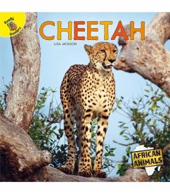 Cheetah - Jackson