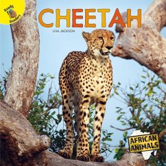Cheetah - Jackson