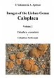 Images of the Lichen Genus Caloplaca,... - Bild 1