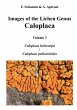 Images of the Lichen Genus Caloplaca,... - Bild 1