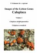 Images of the Lichen Genus Caloplaca,... - Bild 1