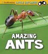 Amazing Ants - Bild 1