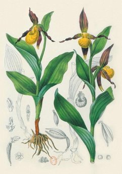 Carnet Blanc, Orchidée Jaune, Dessin 19e Siècle