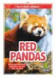 Red Pandas - Bild 1