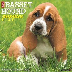 Just Basset Hound Puppies 2020 Wall Calendar (Dog Breed Calendar) - Willow Creek Press