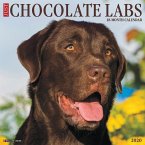 Just Chocolate Labs 2020 Wall Calendar (Dog Breed Calendar)