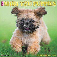 Just Shih Tzu Puppies 2020 Wall Calendar (Dog Breed Calendar) - Willow Creek Press