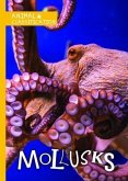 Mollusks Mollusks
