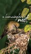 A Hummingbird's Nest - Bild 1