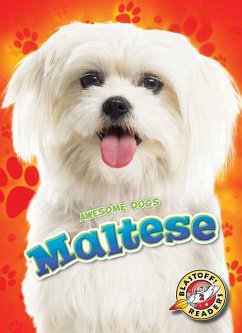 Maltese - Duling, Kaitlyn