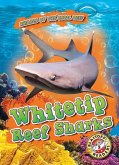 Whitetip Reef Sharks