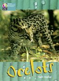 PYP L10 Ocelots 6PK PYP L10 Ocelots 6PK