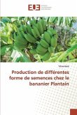 Production de différentes forme de semences chez le bananier Plantain