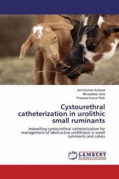 Cystourethral catheterization in urolithic small ruminants