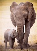 Eurographics 6000-0270 - Elephant & Baby , Puzzle, 1.000 Teile Eurographics 6000-0270 - Elephant & Baby , Puzzle, 1.000 Teile