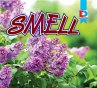 Smell (eBook, ePUB) - Bild 1