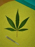 Cannabis legal? (eBook, ePUB)