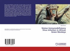 Simian Immunodeficiency Virus Infection in African Green Monkeys