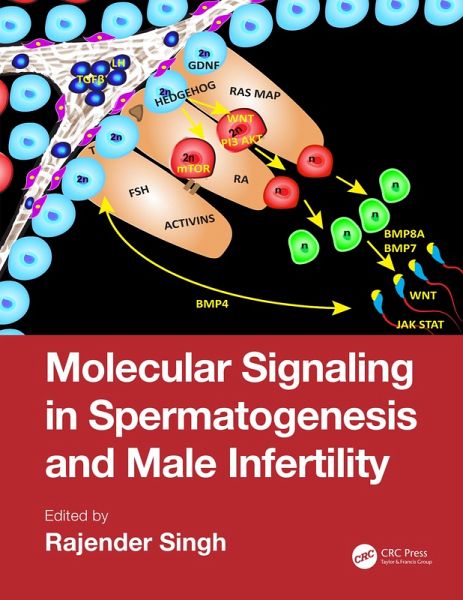 Molecular Signaling in Spermatogenesis and Male Infertility (eBook, PDF) Molecular Signaling in Spermatogenesis and Male Infertility (eBook, PDF)