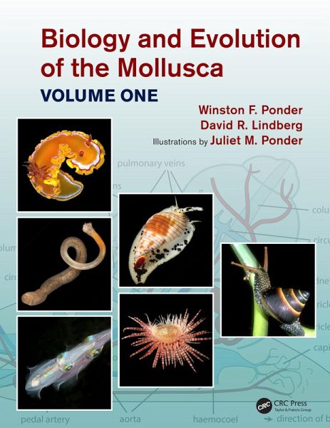 Biology and Evolution of the Mollusca, Volume 1 (eBook, PDF) Biology and Evolution of the Mollusca, Volume 1 (eBook, PDF)