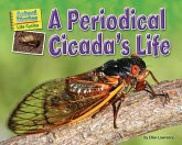 A Periodical Cicada's Life