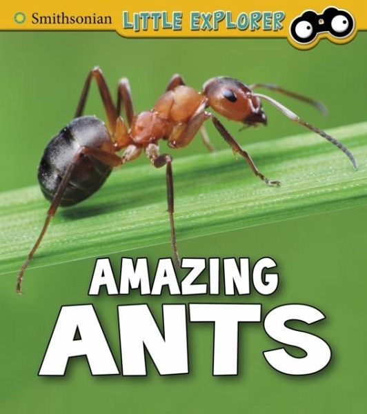 Amazing Ants Amazing Ants