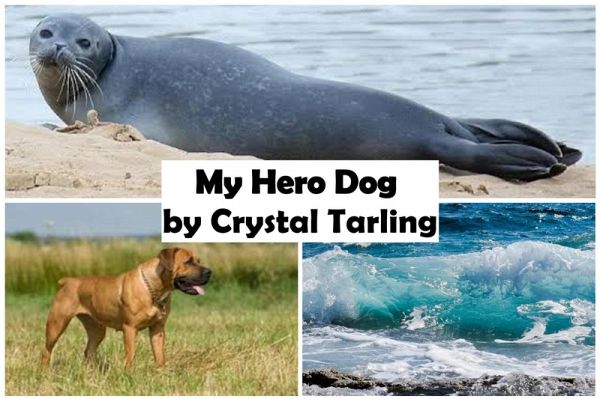My Hero Dog (eBook, ePUB)