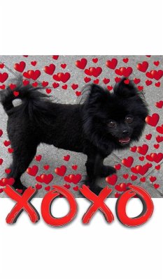 Valentine's all Love xoxo Pomeranian creative blank journal - Huhn, Michael