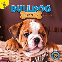Bulldog Puppies - Scragg, Hailey