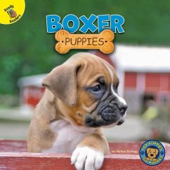 Boxer Puppies - Scragg, Hailey