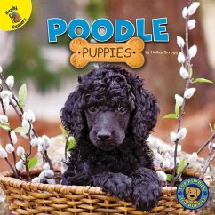 Poodle Puppies - Scragg, Hailey