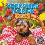 Yorkshire Terrier Puppies