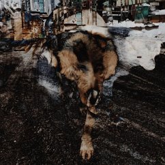 Cover Primitive Energetics