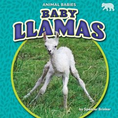 Baby Llamas - Brinker, Spencer