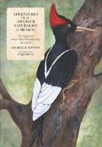 Adventures of an Amateur Naturalist in Mexico: The Imperial Ivory-billed Woodpecker, Revisited