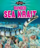 Banded Sea Krait