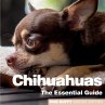 Chichuahuas - Bild 1