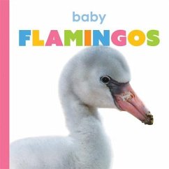 Baby Flamingos - Riggs, Kate
