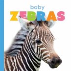 Baby Zebras