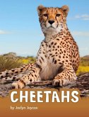 Cheetahs