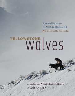 Yellowstone Wolves