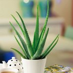 Aloe Vera, im ca. 12 cm-Topf