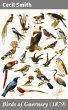 Birds of Guernsey (1879) (eBook, ePUB) - Bild 1